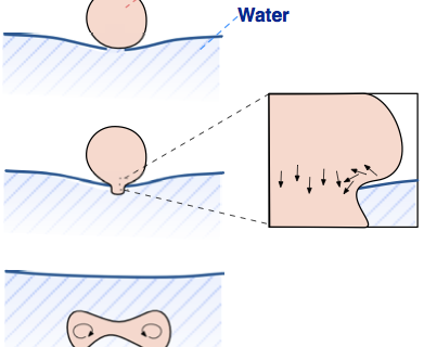 Schematic of vortex ring formation